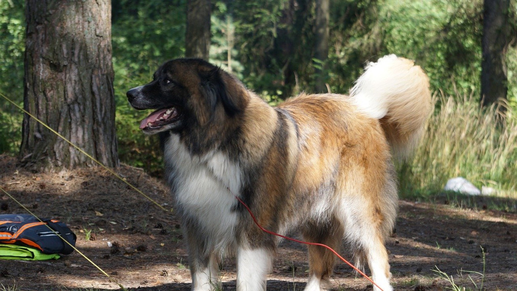 dog at campground